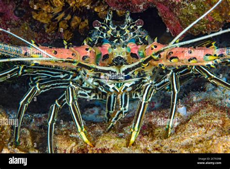 The Painted Spiny Lobster Panulirus Versicolor Is Also Referred To As