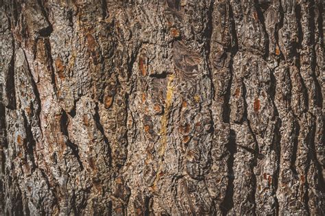 Pine Tree Bark Texture Ii High Quality Nature Stock Photos ~ Creative