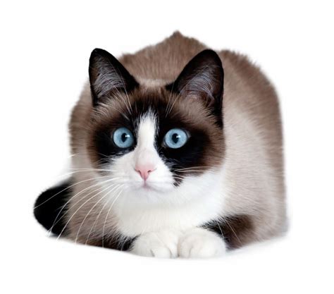 Snowshoe Cat Breed A Brief Guide Blog Cattitude