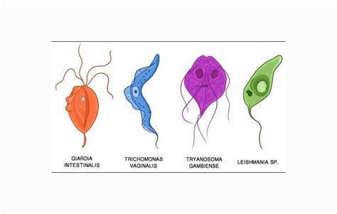We did not find results for: Protists Kingdom : Definition, Characteristics and ...