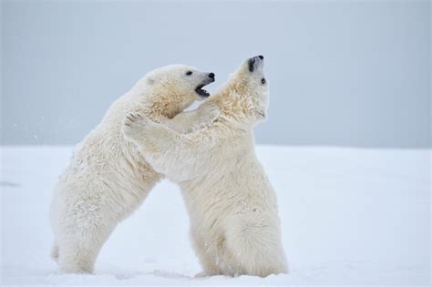 Alaska Polar Bear Cubs At Play Video Expeditions Alaska