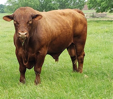 Proudly made in the usa. For Sale: 3 Red Brangus Bulls | Cattle Exchange