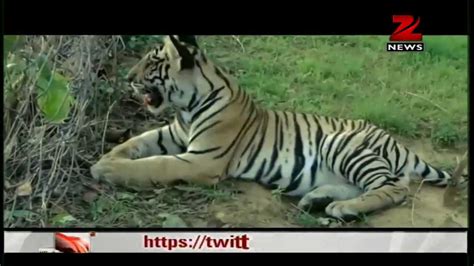 Rabid Dog Attacks Tiger At Panna Tiger Reserve Youtube