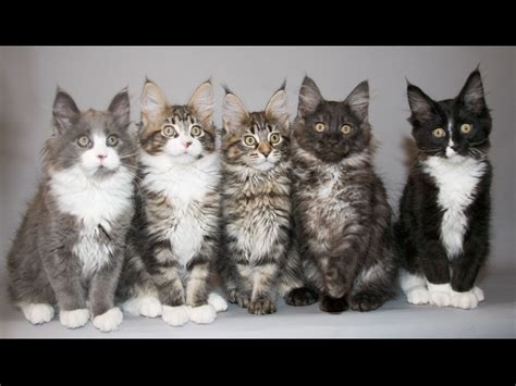 Please check late winter to early spring, 2021. wallpapers: Maine Coon kittens