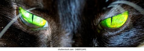 Closeup Bright Green Eyes Black Cat Stock Photo 1480911491 Shutterstock