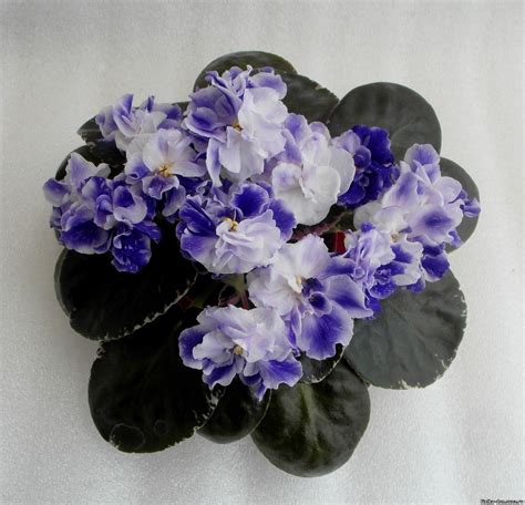 African Violet Saintpaulia Rs Andromeda Starter Plant African