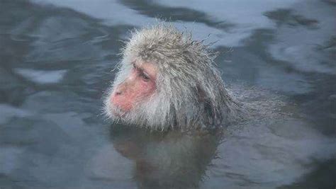 Japanese Monkey Taking A Bath At The Jigokudani Hot Springs In Nagano