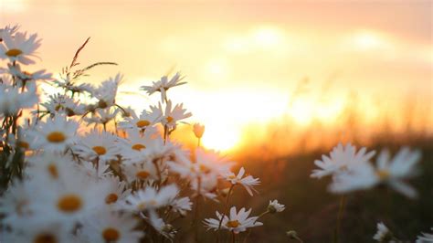 A collection of the top 42 aesthetic flower laptop wallpapers and backgrounds available for download for free. Daisy Flowers Wallpaper Free #daisy #flowers | Flowers in ...