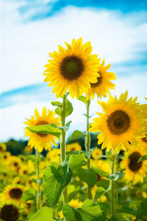 Sunflower Flowers Petals Yellow Field Hd Phone Wallpaper Peakpx