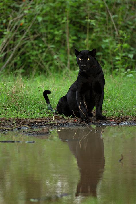 Black Panther Sitting Reflected In Water Nagarhole Np India