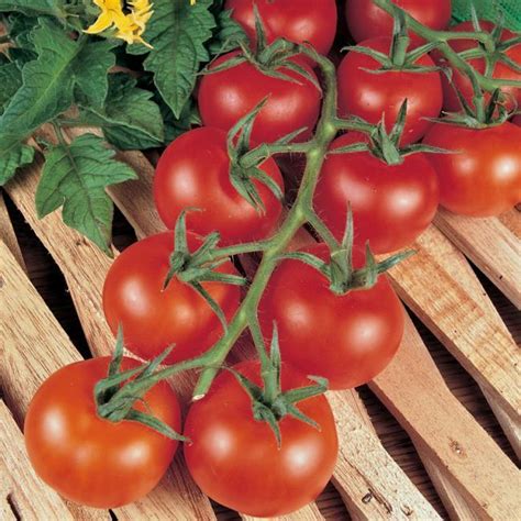 3 X Tomato Shirley Plug Plants Viridis Hortus