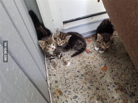 I Found Three Very Scared Feral Kittens Today 9gag