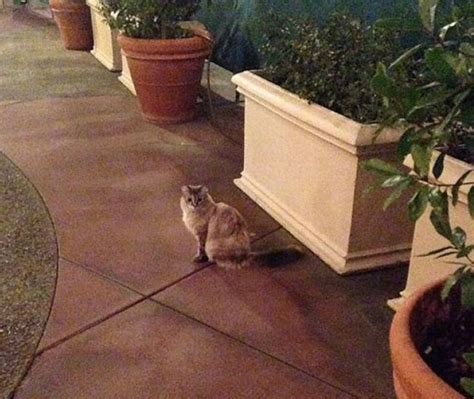 The Feral Cats Of Disneyland Love Meow