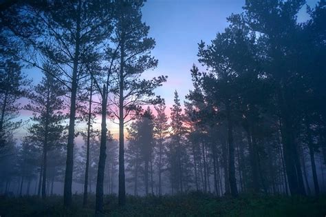 Hd Wallpaper Mist Forest Trees Shrubs Nature Blue Landscape