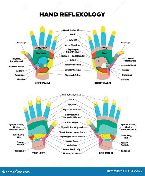 Left And Right Palm And Top Dorsal Hand Reflexology Chart With Accurate Description Of The