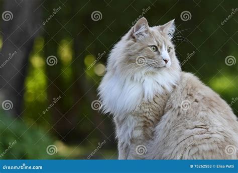 Norwegian Forest Cat Male Stock Image Image Of Garden 75262553