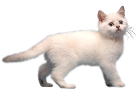 Download High Quality Cat Transparent Kitten Transparent Png Images
