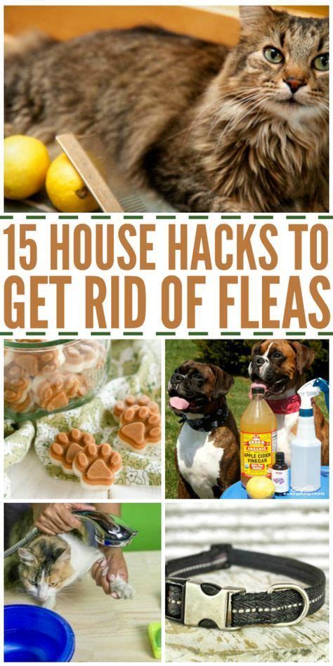 16 Home Remedies To Get Rid Of Fleas With Images Dog Flea Remedies