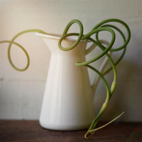 All About Garlic Scapes - Simple Seasonal