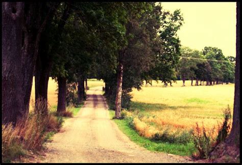 Long Country Driveway Old Dirt Road Country Roads Scenery