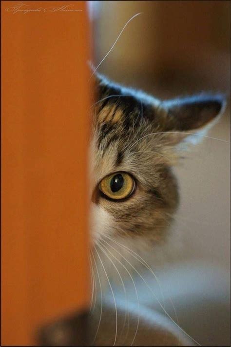 Peeking Kittens Cutest Cats And Kittens Cute Cats Funny Cats Silly