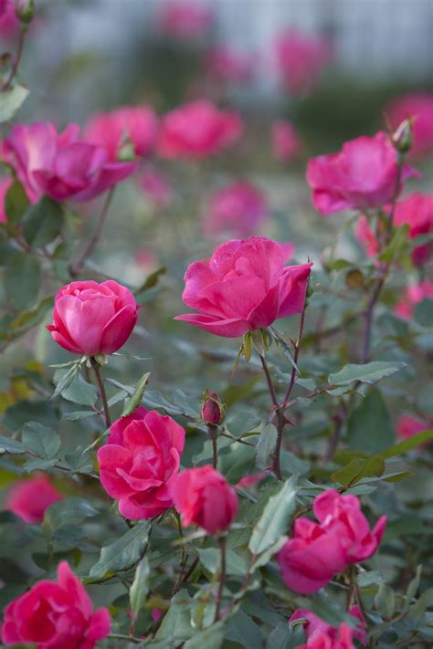 Summer Care For Knock Out Rose Knockout Roses Knockout Roses Care