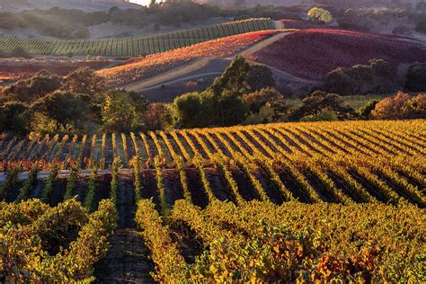 Late Fall Afternoon Near Domaine Carneros In Napa Valley Ca Photograph