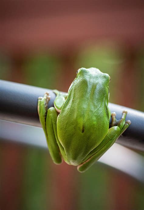 Froggy Perspective Photograph By Keith Smith Fine Art America