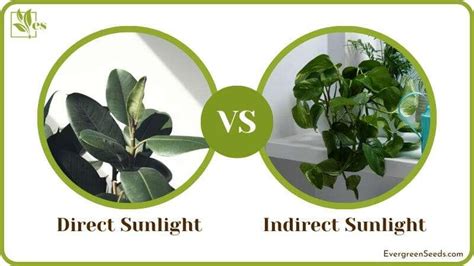 Direct Vs Indirect Sunlight Special Guide On Light Comparisons