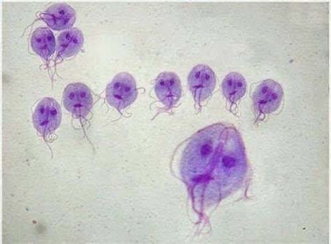 Giardia Medical Laboratory Medical Technology Medical Science