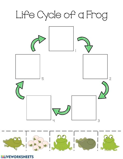 Life Cycle Of A Frog Life Cycle Worksheet Frog Life Cycle Activities