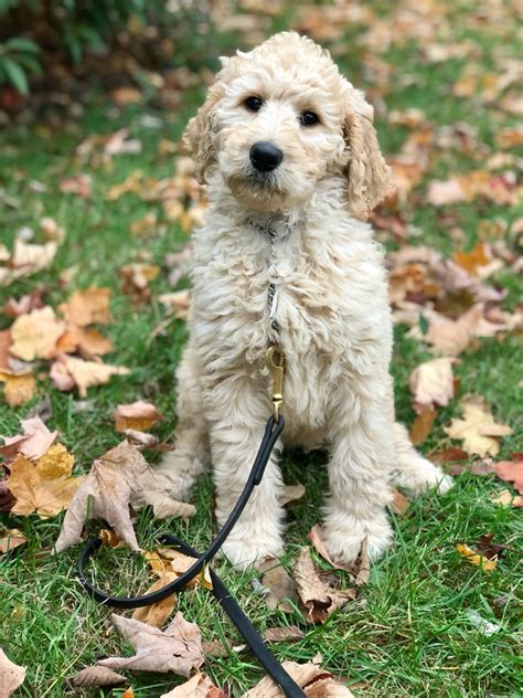 That's why we've included the best adult, puppy, and senior. Goldilocks, Trained F1B Goldendoodle Puppy - Man's Best Friend