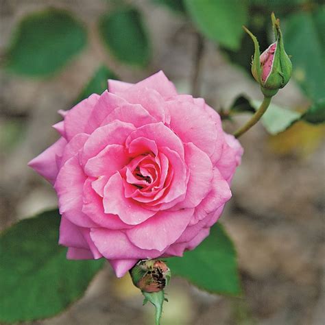 7 Award Winning Roses To Make Your Garden Even More Glorious Rose