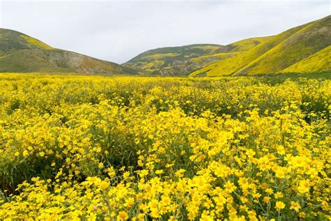 Nov 10, 2020 · the california milkweed is just one of the state's native milkweed species, most of which host monarchs and other butterflies. California's Wildflower Super Bloom in Carrizo Plain ...