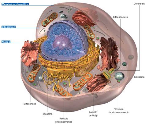 Las Celulas Eucariotas Humanas Images