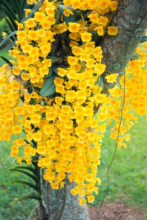 Is this a chinese android device with a chinese app store? Yellow Orchids by Rita Ariyoshi - Printscapes | Orquídeas ...