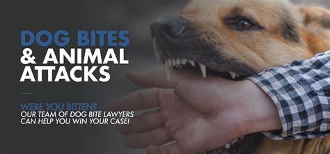 Dog Bite Lawyer Vs Personal Injury Lawyer Get To Know Which Is Right