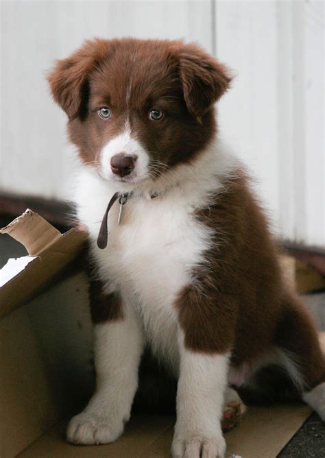 Border Collies ‹ Cute Dogs And Puppies