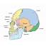 Occipital Bone Anatomy In The Skull