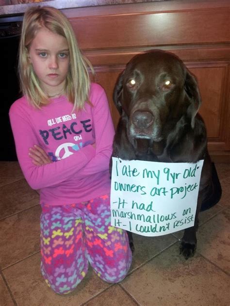 The Ultimate Collection Of Dogshaming Pics Barkpost