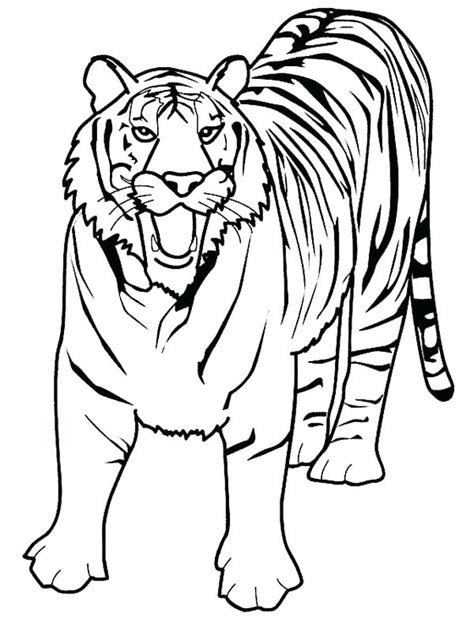 Realistic tiger face coloring pages. Realistic Tiger Coloring Pages at GetColorings.com | Free ...