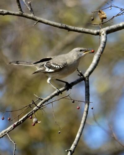 Mockingbird Eating Berry Yes This Is What Ive Been Reduc Flickr