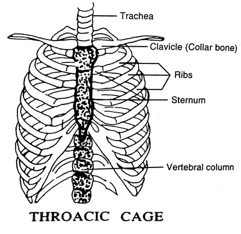 Thoracic Cage Pharmahelp