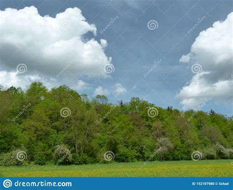 Spring Landscape With Flower Meadow And Forest And Beautiful Clouds Sky