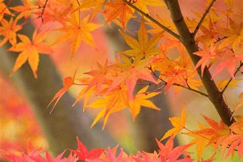 The Science Behind Why Leaves Change Color in the Fall - STEMJobs