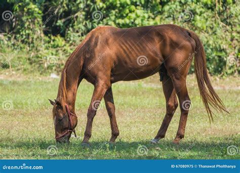Horse Eating Grass At Soft Focus Backgroundselective Focus Stock Image