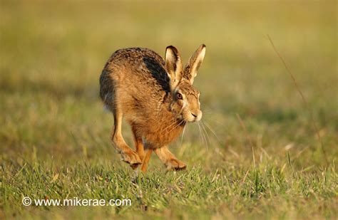 Brown Hare Running On March Evening Suffolk Lepus Europa Flickr