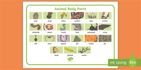Animal Body Parts Vocabulary Mat Esl Vocabulary Resources