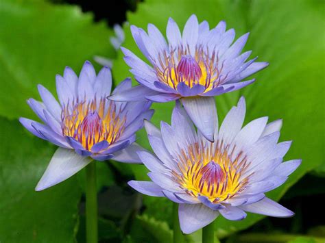 Free Download Wallpapers Water Lily Flowers Wallpapers 1600x1200 For