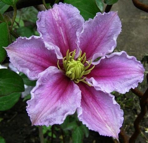 We did not find results for: Пин на доске clematis